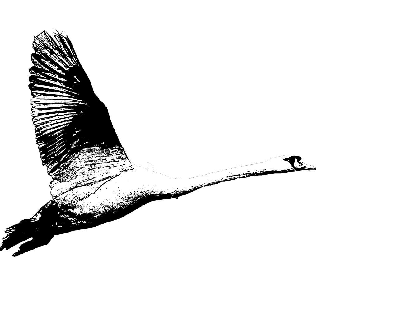 Logotipo Cisne